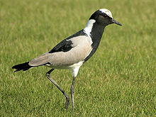 Ecologisch Management Systeem | Blacksmith Lapwing